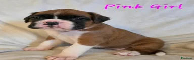 Boxer 2