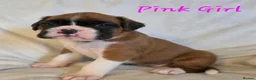 Boxer dogs for sale: Outstanding Boxer Puppies 1 Boy & 3 Girls  in Crawley - Advert 7