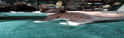 Mixed Breed cats for sale: Beautiful kittens looking for their forever homes  - Advert 2