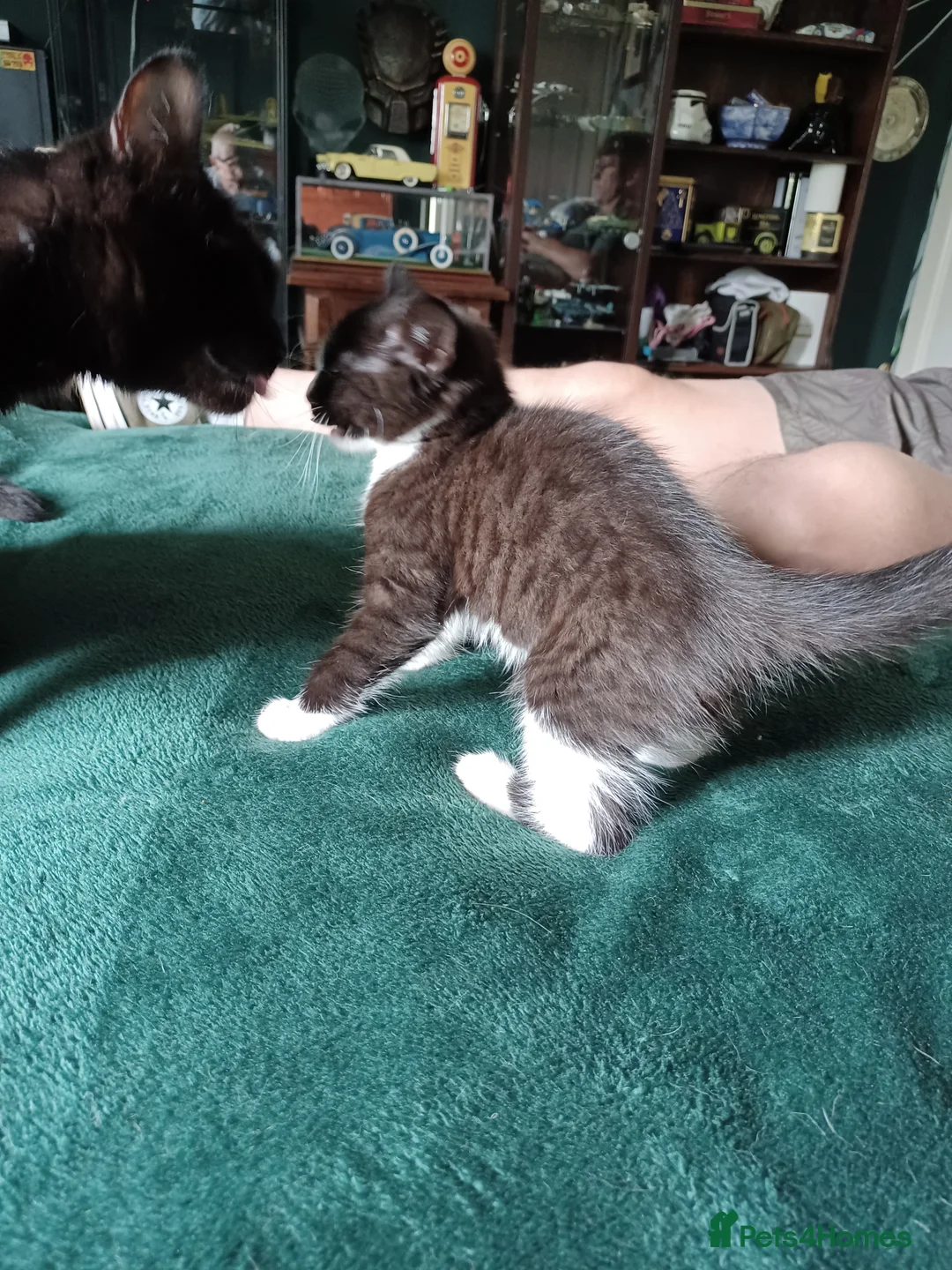 Mixed Breed cats for sale: Beautiful kittens looking for their forever homes  - Advert 2