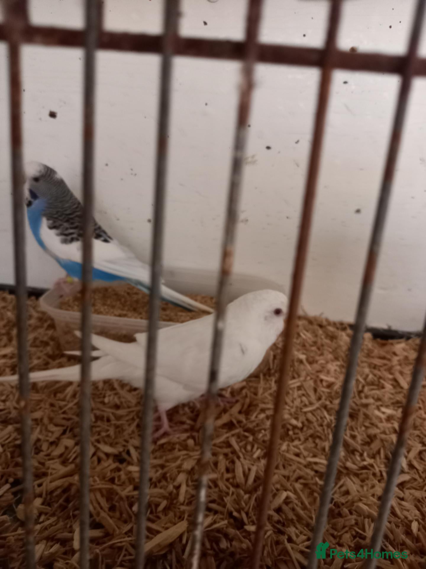 Budgerigars birds Young budgies for sale. £25 each - Advert 11