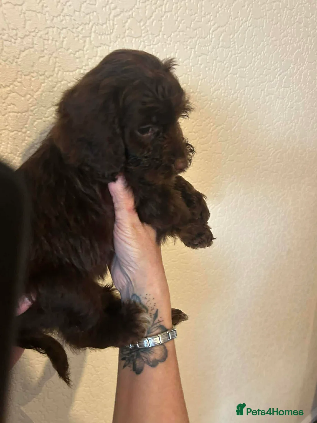 Cockapoo dogs for sale: Ready to leave cockerpoo  - Advert 5