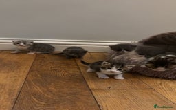 Mixed Breed cats for sale: 6 kittens - Image 9