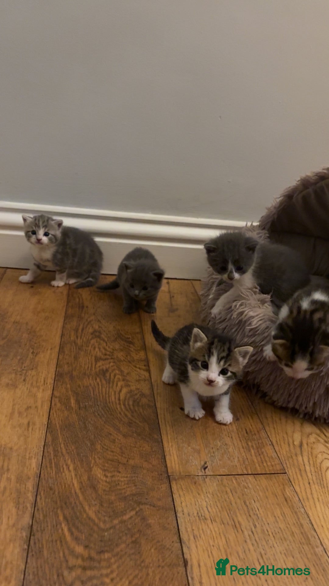 Mixed Breed cats for sale: 6 kittens - Image 9