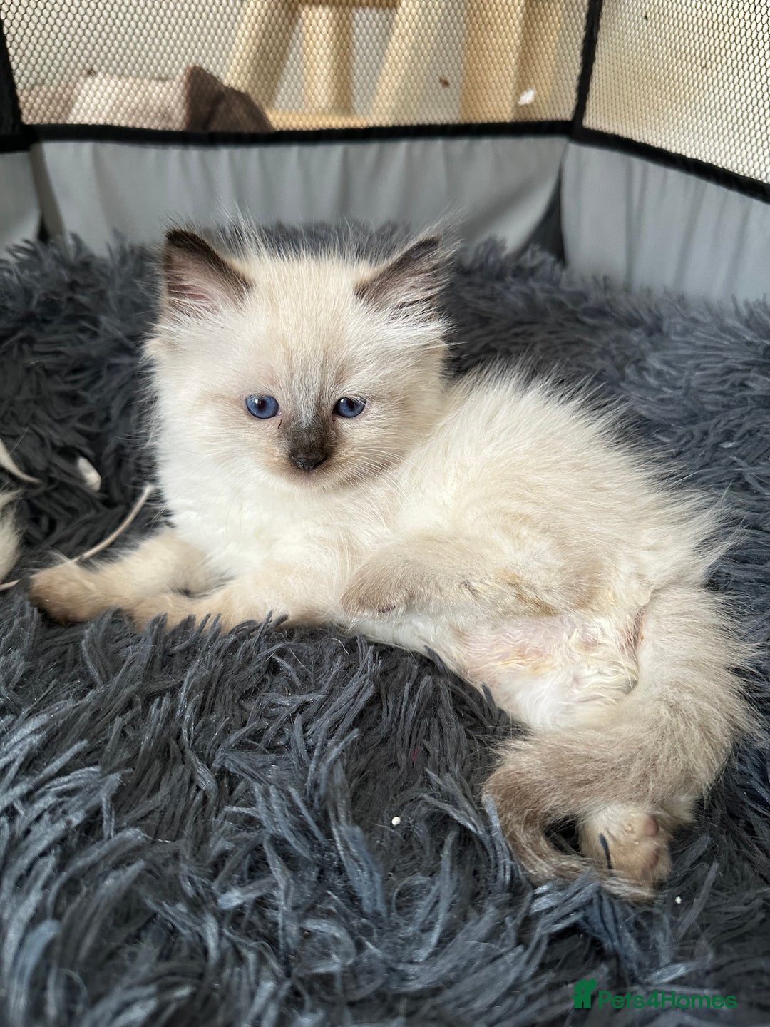 Siamese cats for sale: 3 siamese/ragdoll male kittens - Image 2