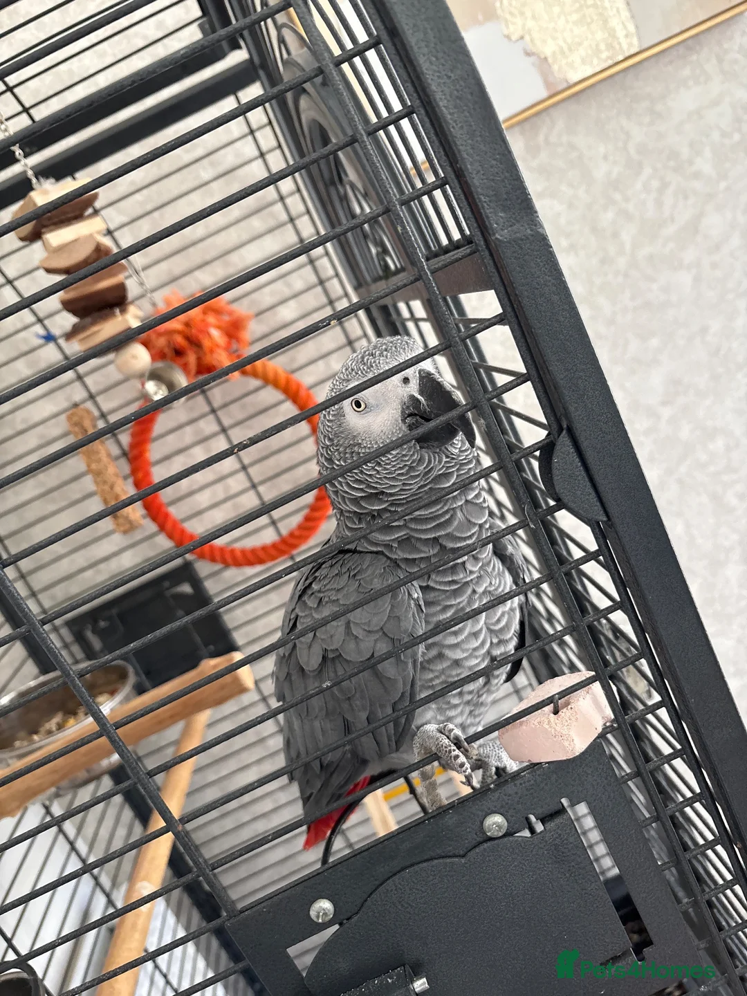 Parrots birds for sale: African grey hand tamed male parrot 18 months old  in Swadlincote - Advert 1