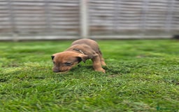 Mixed Breed dogs for sale: Dobermann cross puppies  - Image 13
