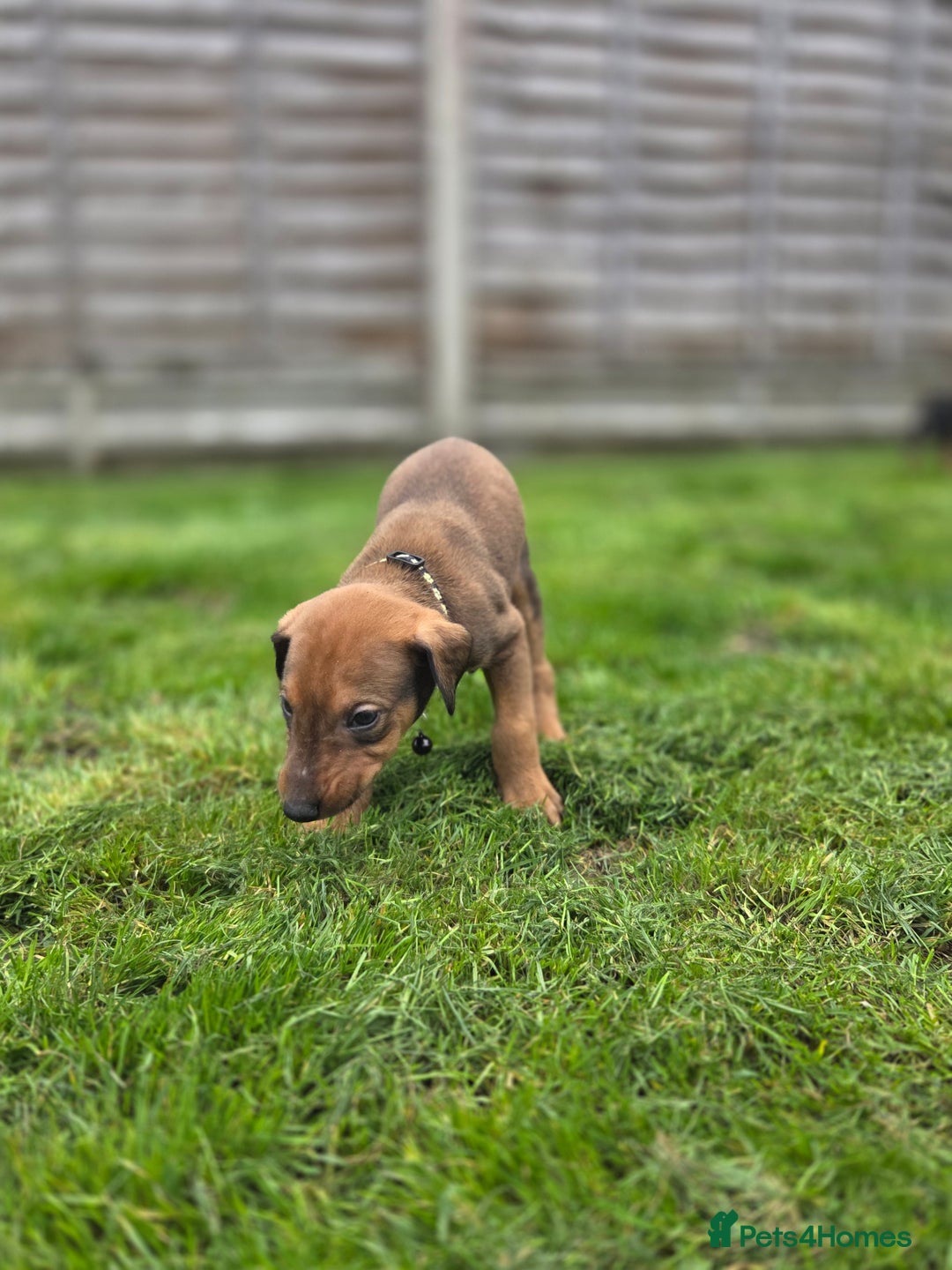 Mixed Breed dogs for sale: Dobermann cross puppies  - Image 13