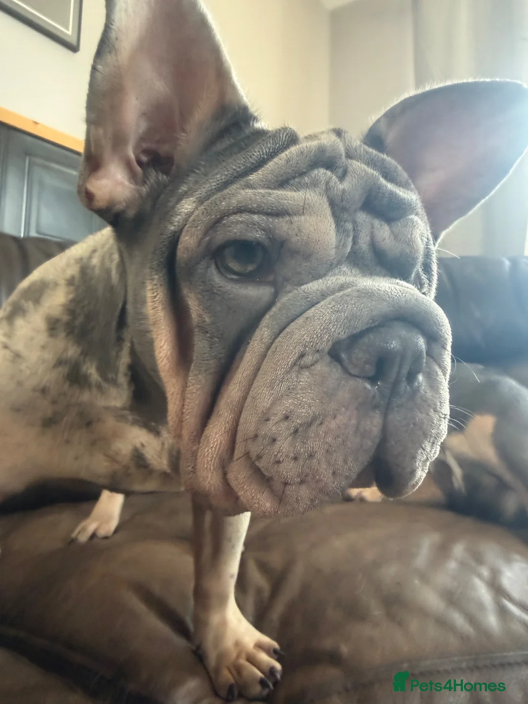 French Bulldog dogs for sale: Merle French Bulldog - Advert 2