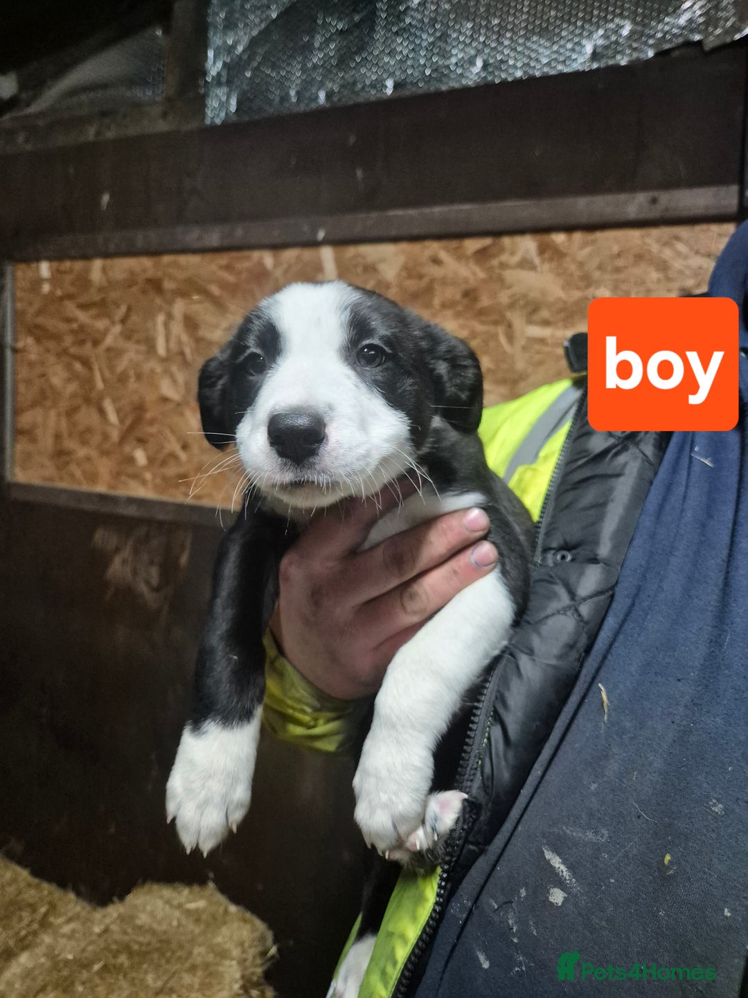 Border Collie dogs for sale: Beautiful border collie pups needing homes - Advert 9