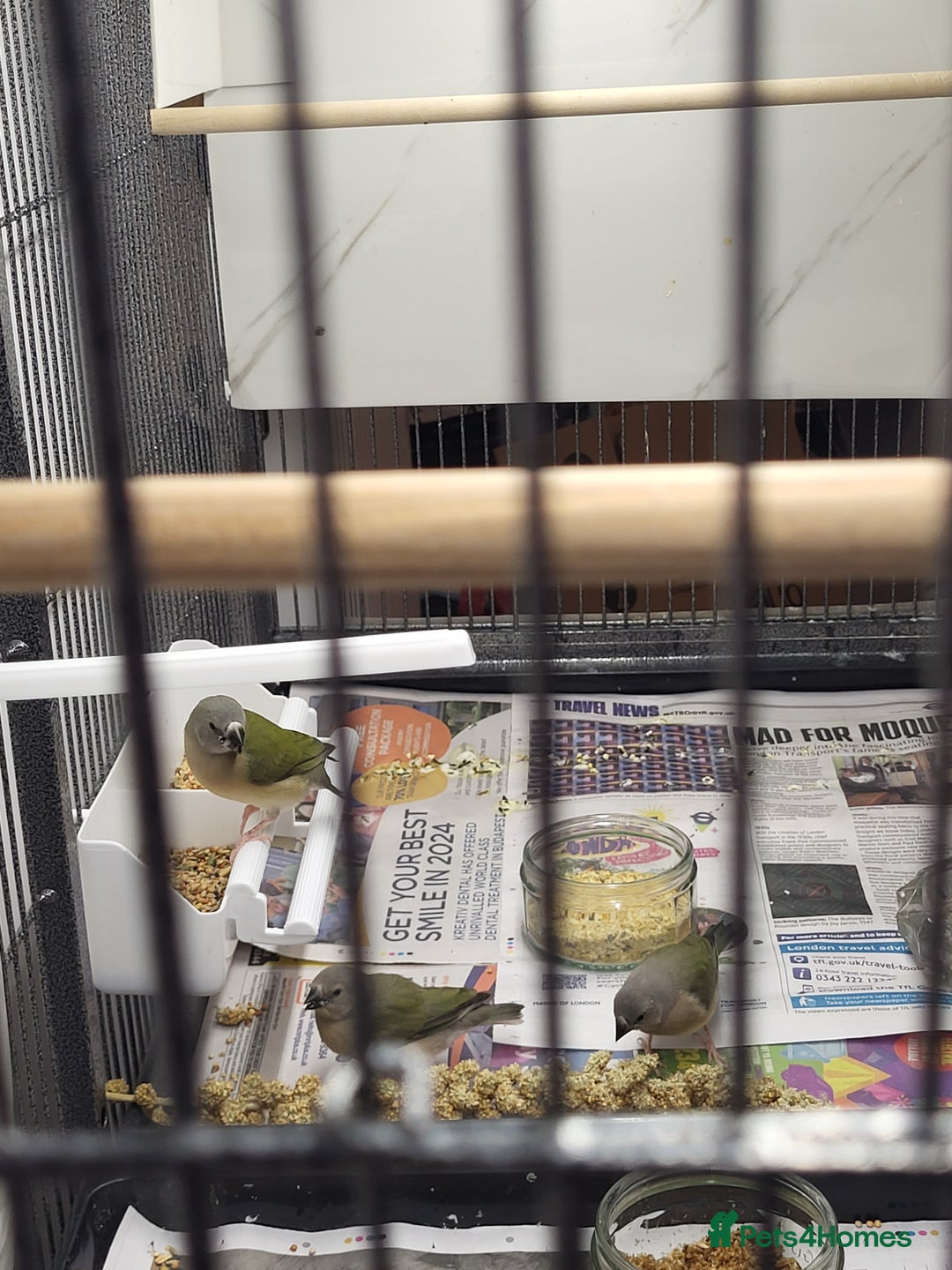 Finches birds for sale: Young Gouldian finches - Image 7