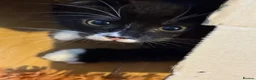 Mixed Breed cats for sale: 3 cheeky kittens - Advert 8