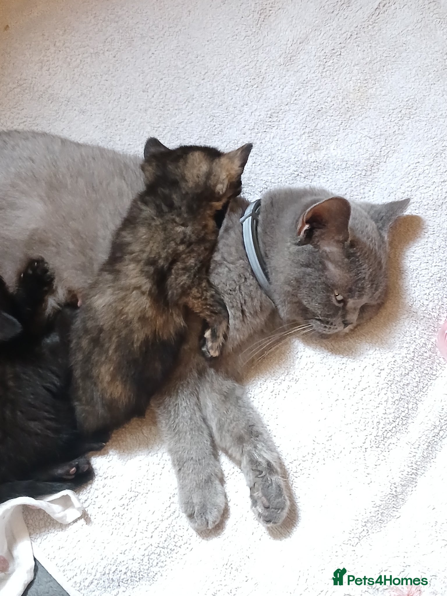British Shorthair cats British blue X kittens for sale  - Advert 5