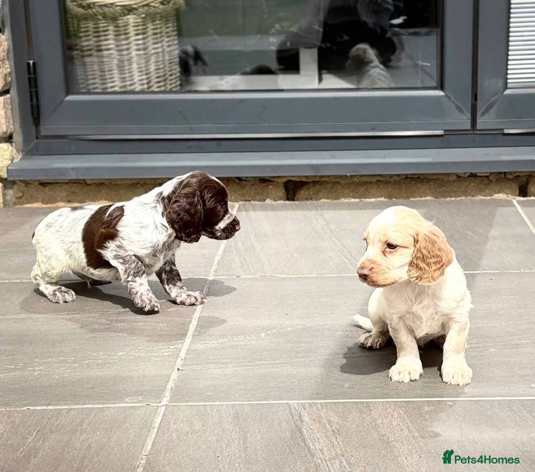Cocker Spaniel dogs for sale: Gorgeous Cocker Spaniel Litter - Image 3