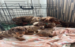Dachshund dogs for sale: Dachshund medium/small dappled chocolate - Image 11
