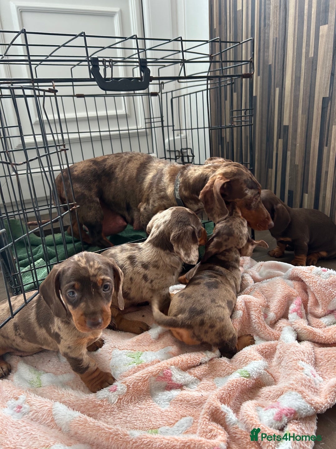 Dachshund dogs for sale: Dachshund medium/small dappled chocolate - Image 11