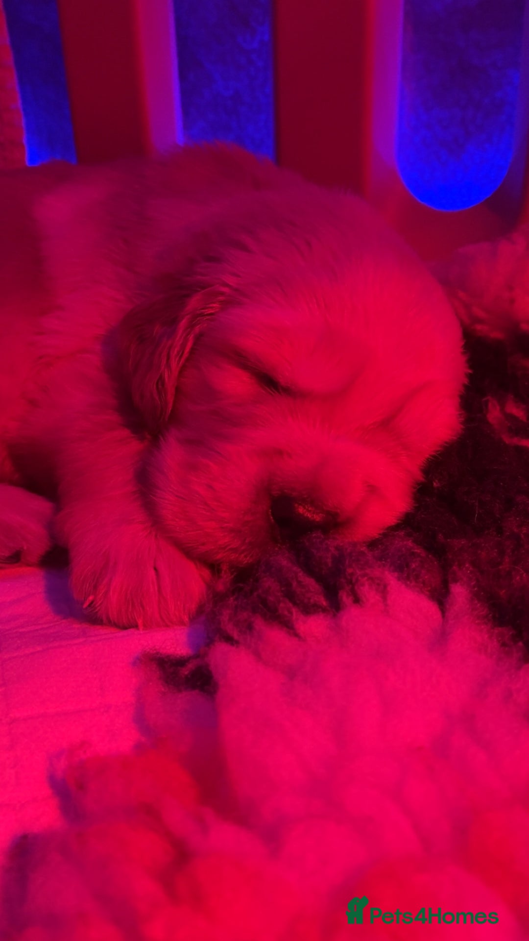 Mixed Breed dogs for sale: 🌟 Golden Retriever x Shar Pei Puppies 🌟 - Advert 4