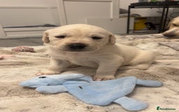 Labrador Retriever dogs for sale: Labrador Puppies  - Image 2