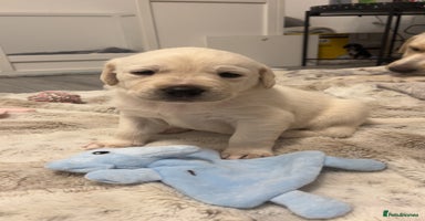 Labrador Retriever dogs - Advert 1