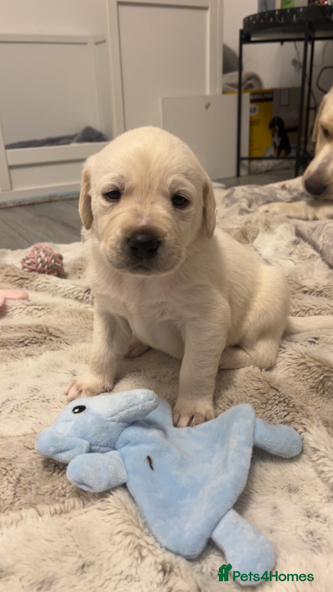 Labrador Retriever dogs for sale: Labrador Puppies  - Image 2