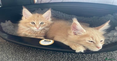 Maine Coon cats - Advert 8