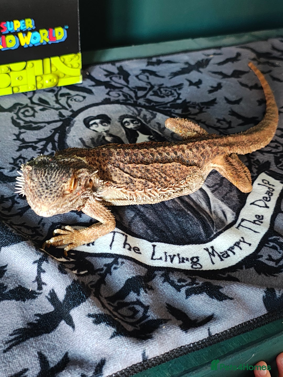 Bearded Dragon reptiles for sale: Female Beardie & Full Set Up - Image 2