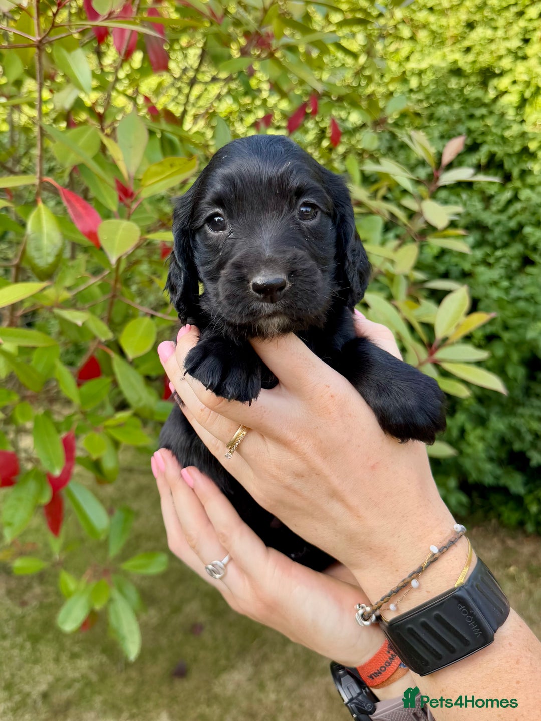 Sprocker dogs for sale: Working Sprocker Spaniel Puppies - Image 6