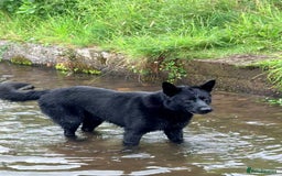 German Shepherd dogs for stud: GHOST *Stud only* - Advert 3