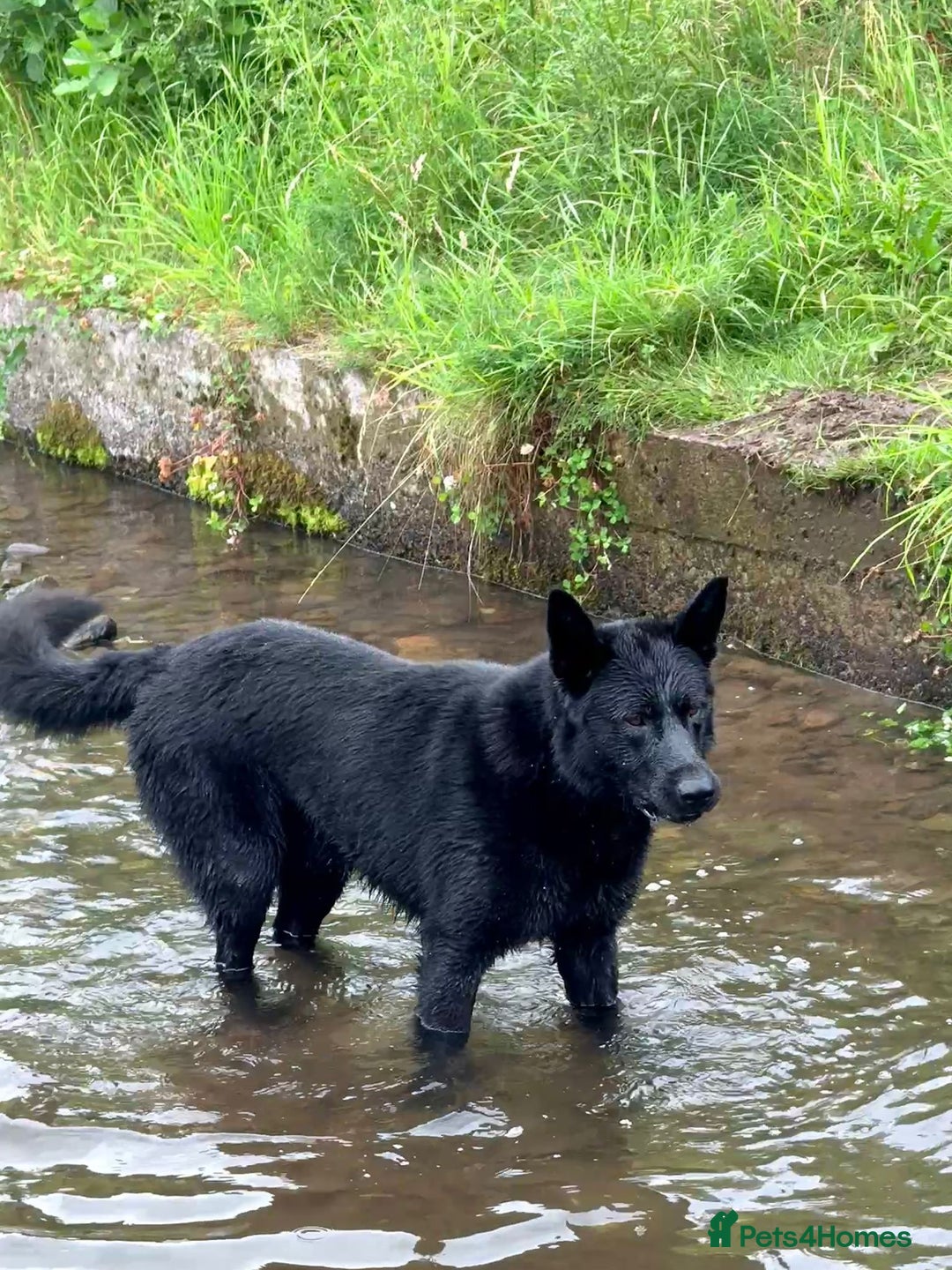 German Shepherd dogs for stud: GHOST *Stud only* - Advert 3