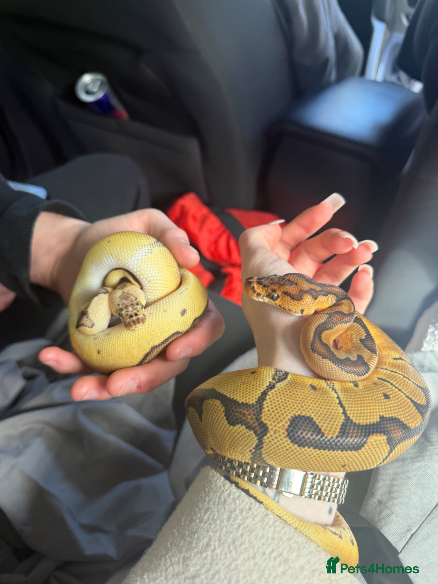 Python Snake reptiles Baby Ball pythons  - Advert 1