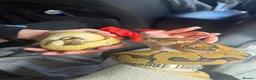 Python Snake reptiles for sale: Baby Ball pythons  - Advert 1