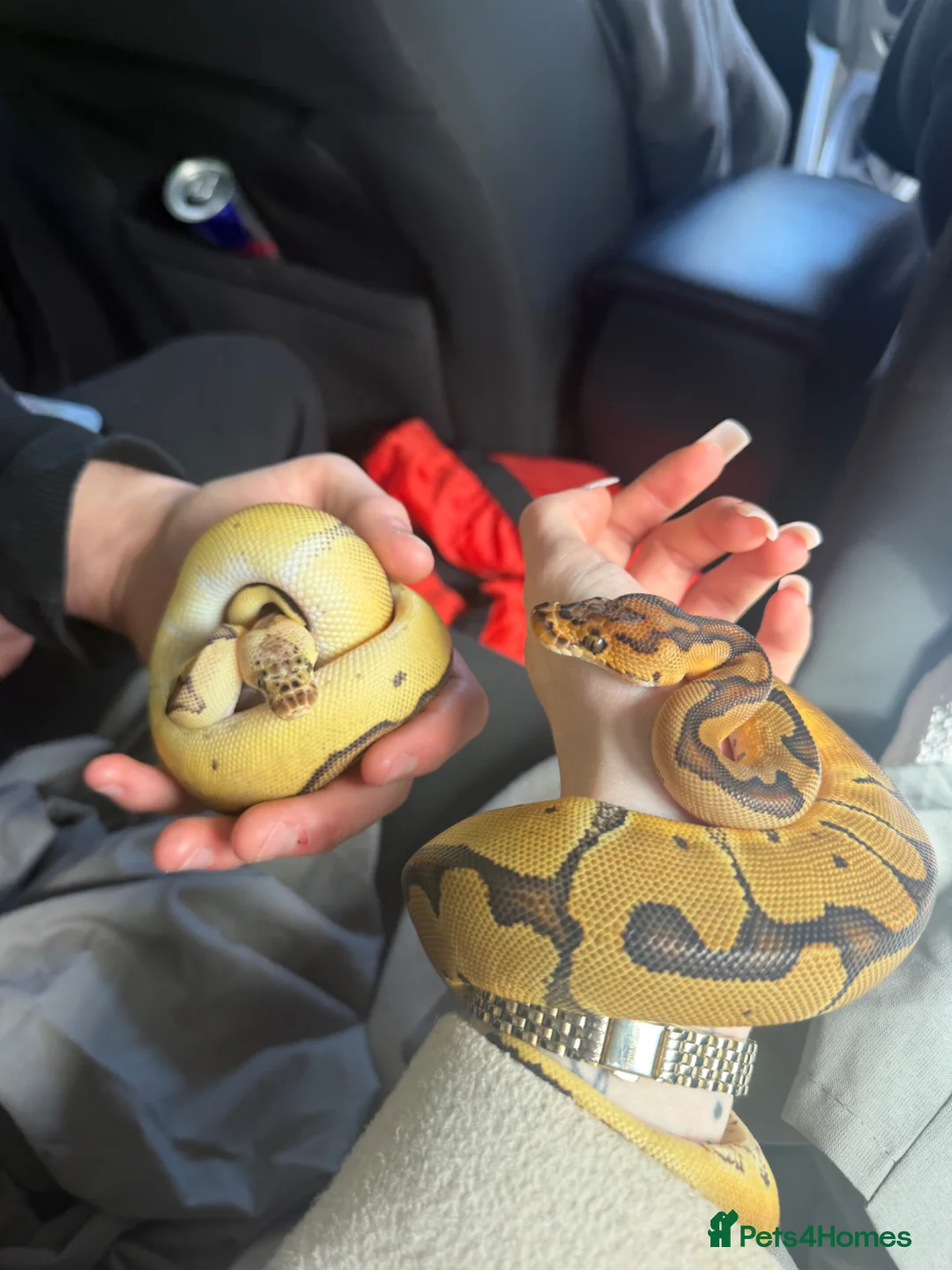 Python Snake reptiles for sale: Baby Ball pythons  - Advert 1