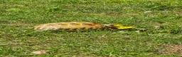 Tortoise reptiles for sale: 2 Beautiful Horsfield Tortoises & Large Enclosure in Bedford - Advert 6
