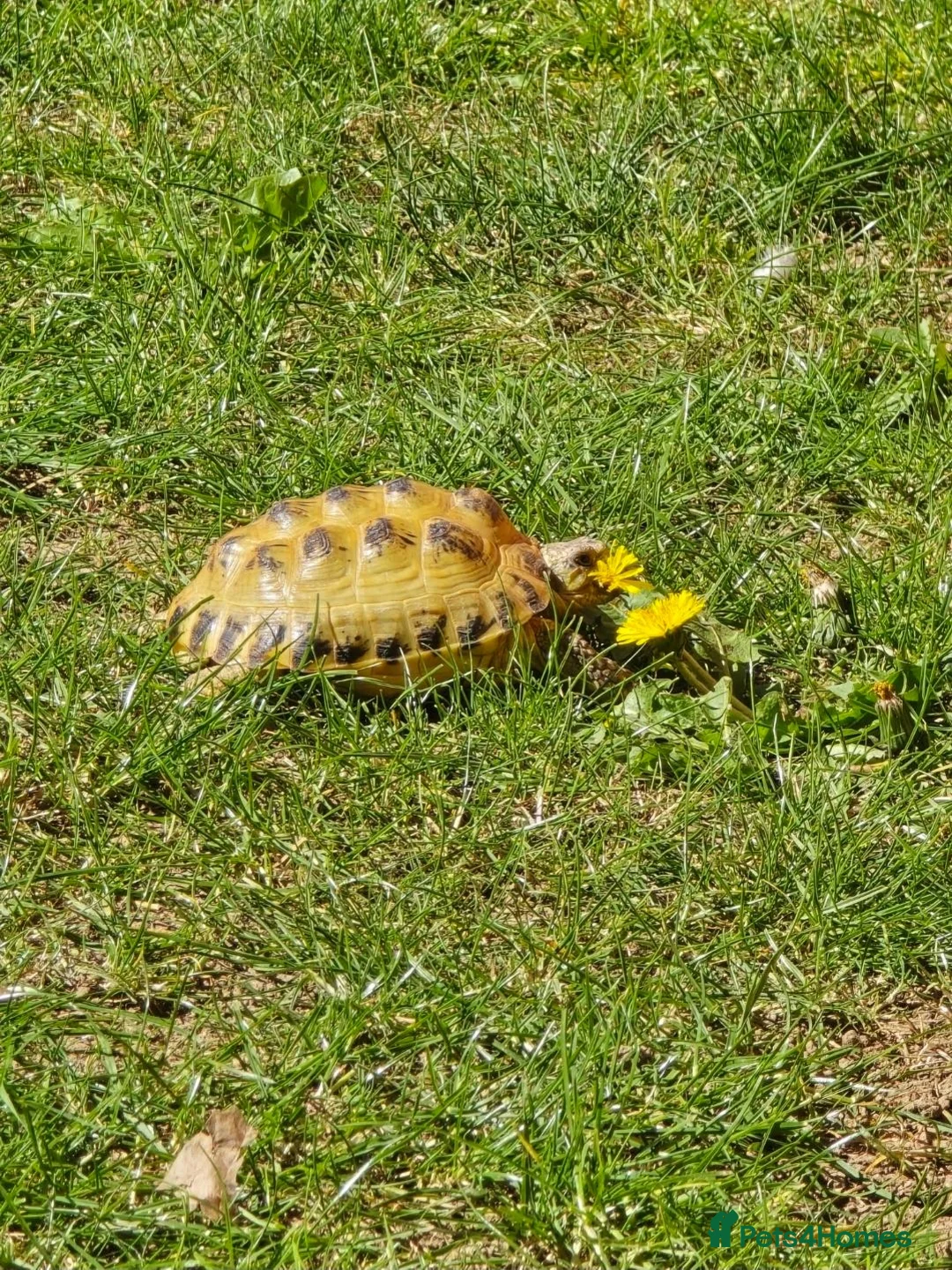 Tortoise reptiles for sale: 2 Beautiful Horsfield Tortoises & Large Enclosure in Bedford - Advert 6