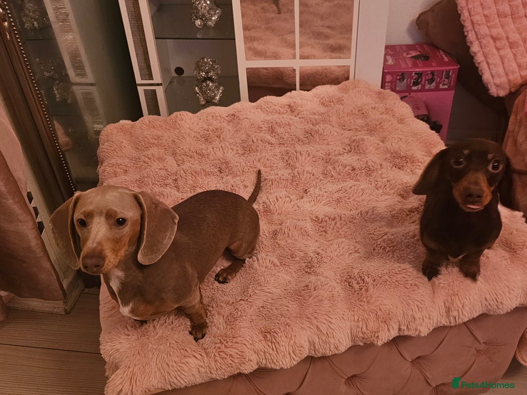 Miniature Dachshund dogs for sale: 10 month old pedegree minature dashound - Advert 4