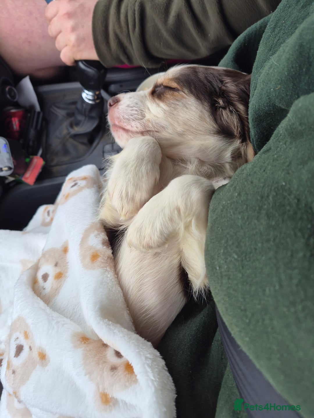 Cocker Spaniel dogs for sale: Male cocker spaniel  - Advert 1