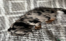 Miniature Dachshund dogs for sale: Beautiful Miniature Dachshunds  - Image 11