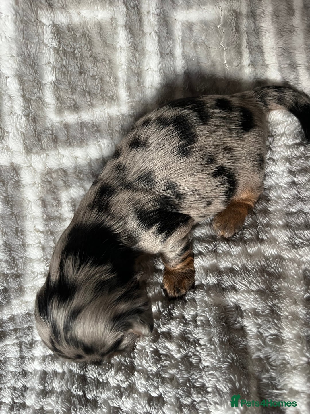 Miniature Dachshund dogs for sale: Beautiful Miniature Dachshunds  - Image 11