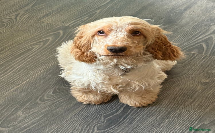 Cocker Spaniel dogs Beautiful Orange Roan Show Cocker Spaniel 10 Month - Advert 2