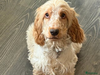 Cocker Spaniel dogs for sale: Beautiful Orange Roan Show Cocker Spaniel 10 Month - Advert 1