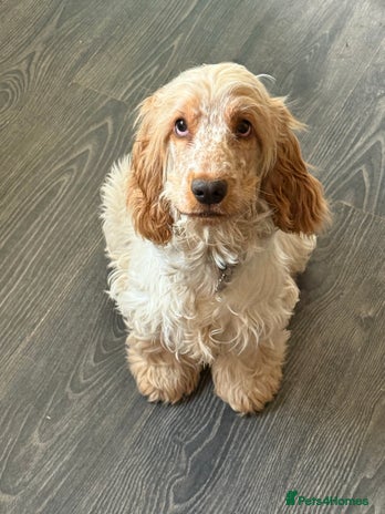 Cocker Spaniel dogs Beautiful Orange Roan Show Cocker Spaniel 10 Month - Advert 2