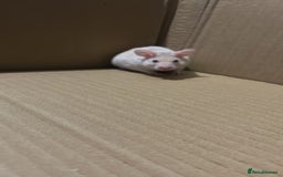 Hamster rodents for sale: Syrian hamster - Image 2