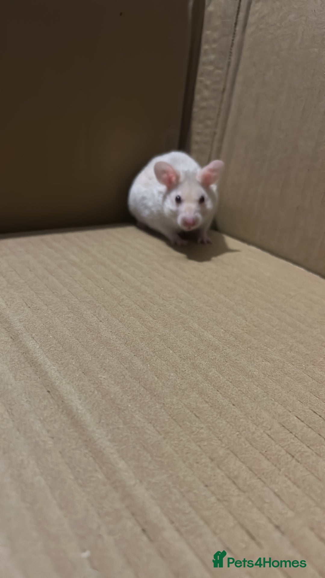 Hamster rodents for sale: Syrian hamster - Image 2