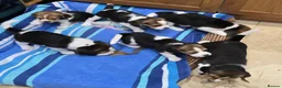 Beagle dogs for sale: Gorgeous KC reg puppies - Advert 29