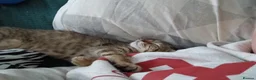 Bengal cats for sale: Woody in Glasgow - Advert 3