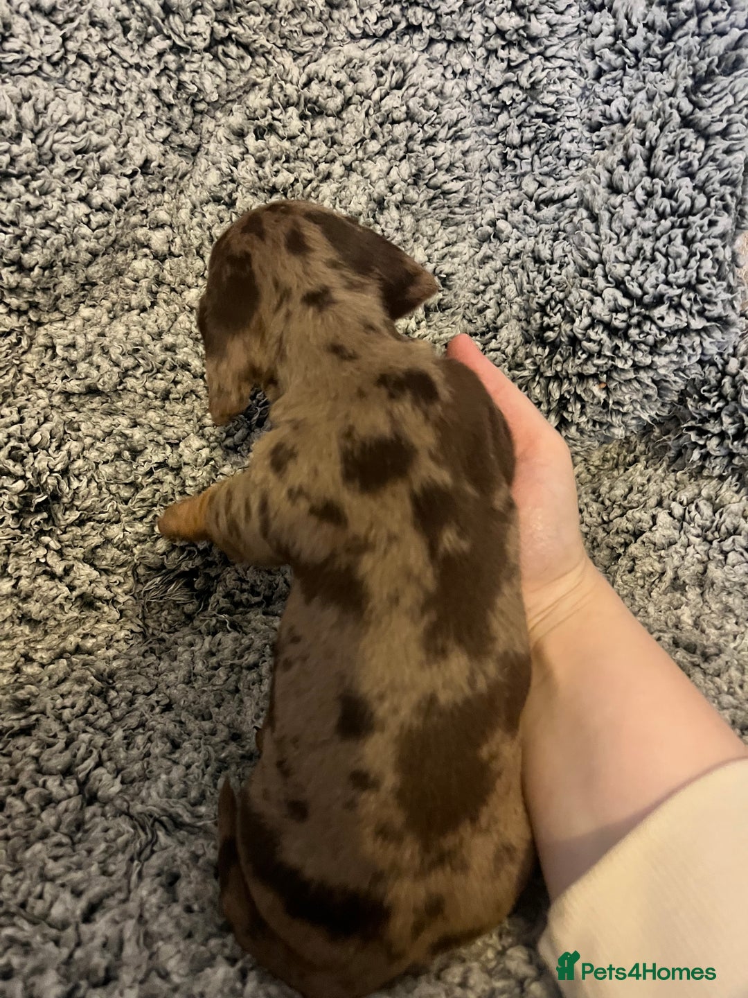 Miniature Dachshund dogs for sale: Beautiful Miniature dachshunds🐶🤎 - Advert 18