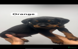 Rottweiler dogs for sale: Rottweiler puppies  - Image 6