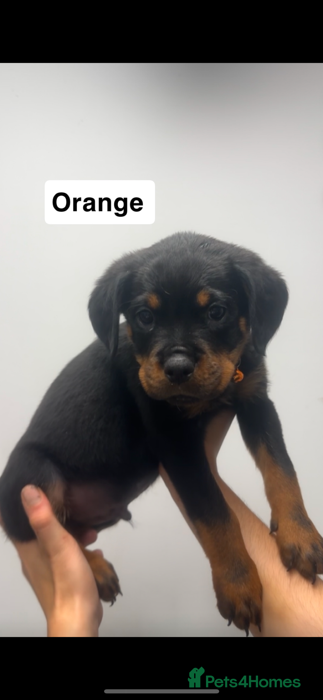 Rottweiler dogs for sale: Rottweiler puppies  - Image 6