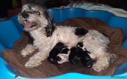 Lhasa Apso dogs for sale: Rare 5* Kyi-Leo Puppies ready for loving homes NOW - Image 2