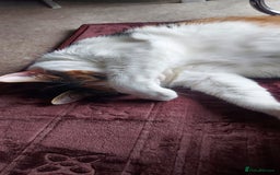 Mixed Breed cats for sale: Mimi  - Image 3